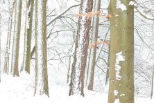 winter in strid wood.jpg